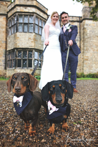 bride and groom with two dachshunds